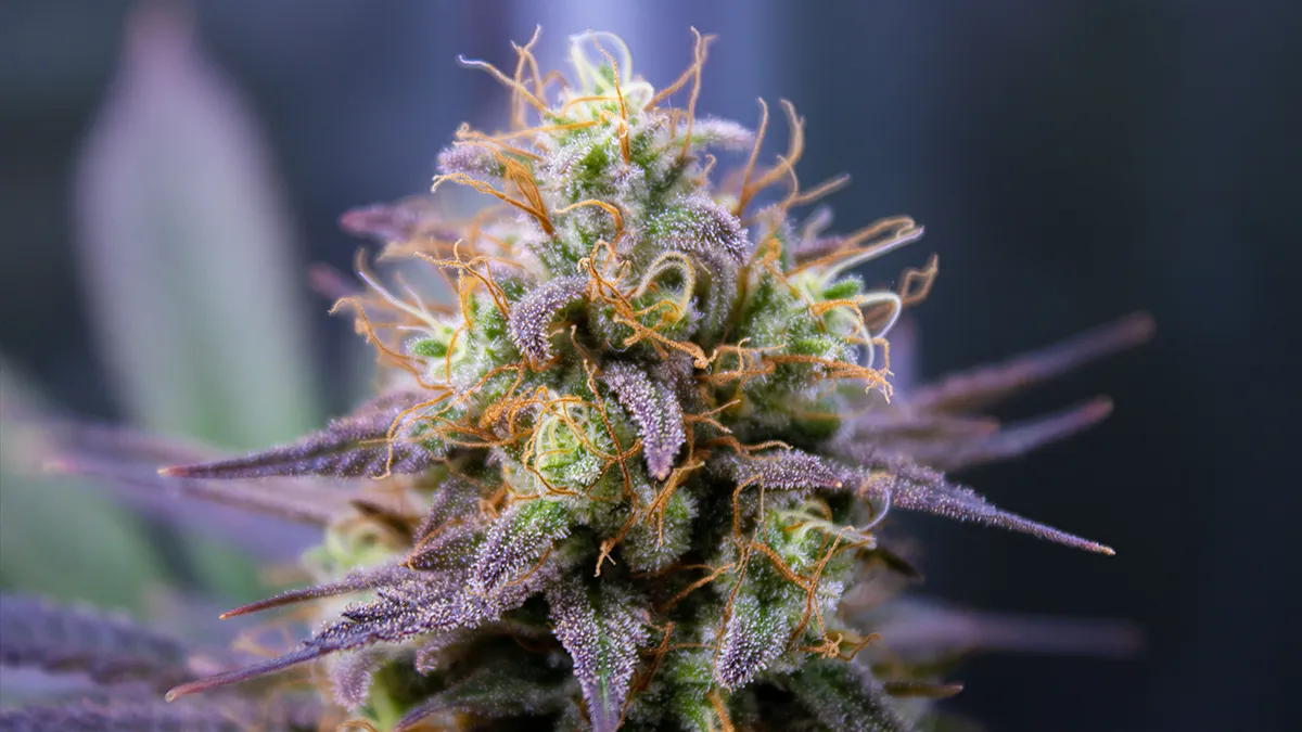 Flower cannabis products in Florida