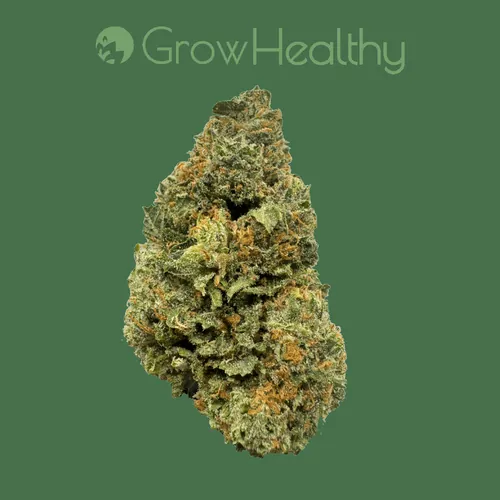 Fruit Loopz Flower - 