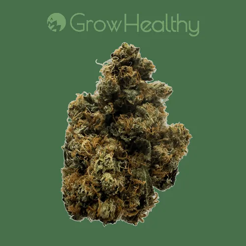 image of Sour Diesel GMO Flower