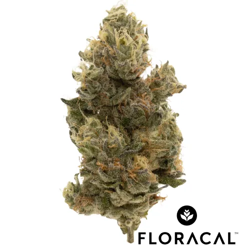 FloraCal Craft Cannabis Flower 3.5g - 91 GSC (H) from  product image