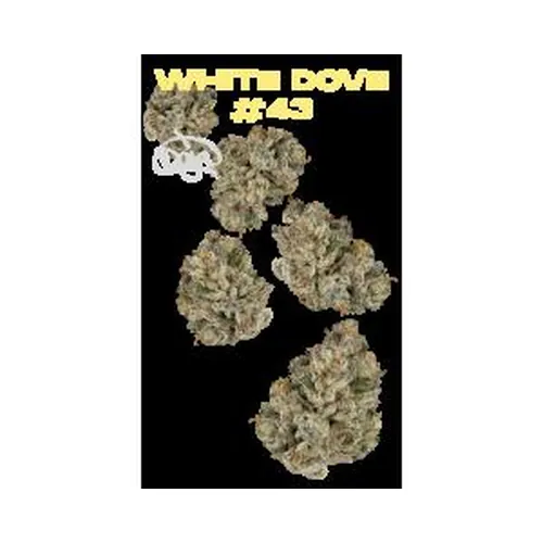 White Dove #43 7g Juniors by Doja - 7.000g Whole