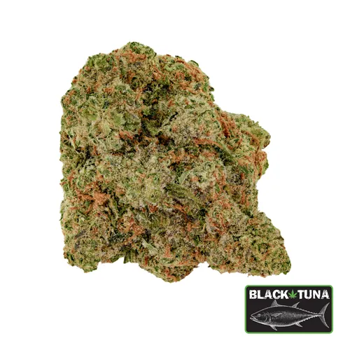 Reefer Shark - 