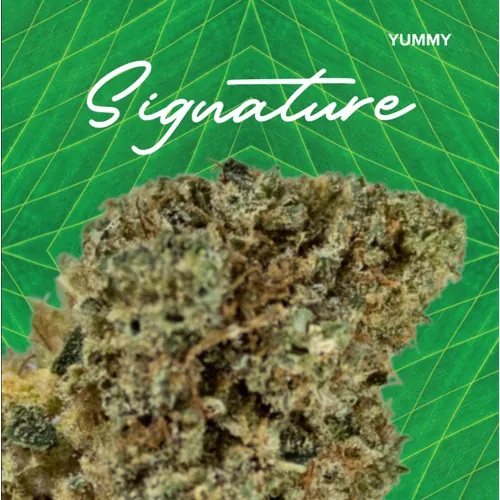 Signature Yummy - 