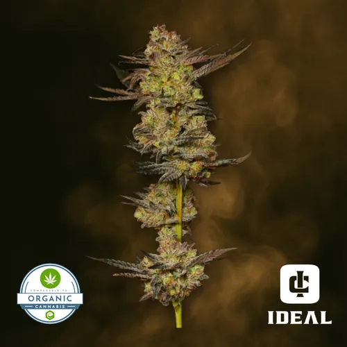image of Mandarin Cookies X Frank Star