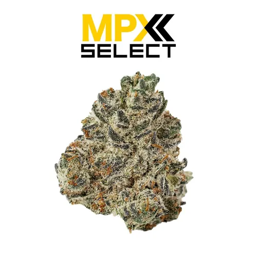 MPX Select™ Oroz Flower by Mpx Select Flower - 3.500g Whole
