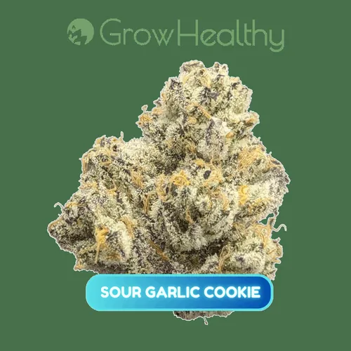 Sour Garlic Cookie - 