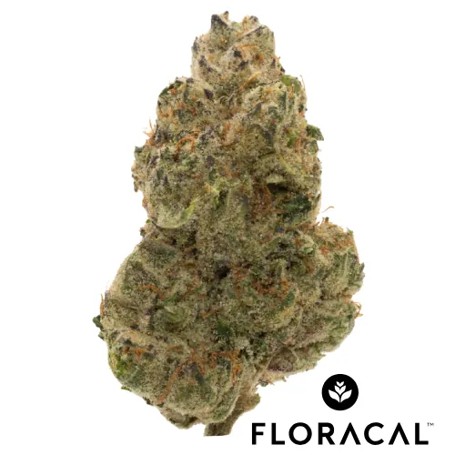 FloraCal Craft Cannabis Flower 3.5g - Lmn Chrry Z Anml (H)