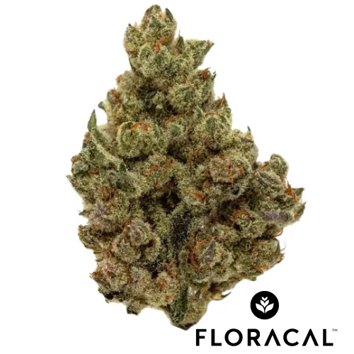 Billy Ocean -  cannabis product