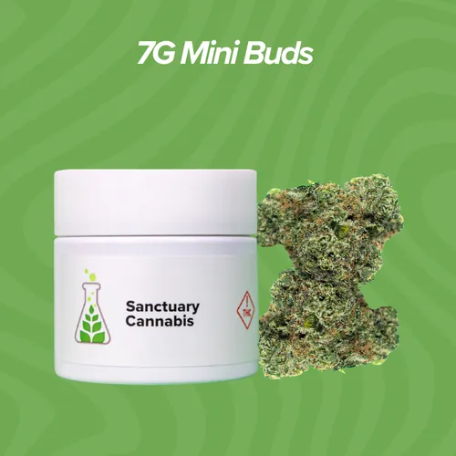 Don Mega Mini Buds - 7g by Sanctuary Medicinals - 7.000g Unknown