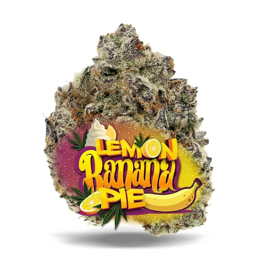 Lemon Banana Pie - Premium Flower
