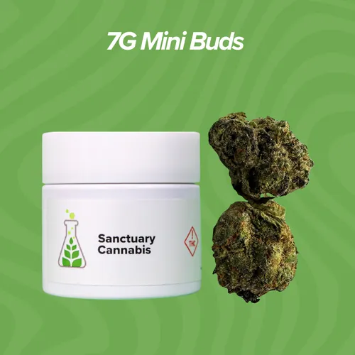 Zoap Mini Buds - 7g by Sanctuary Medicinals - 7.000g Unknown