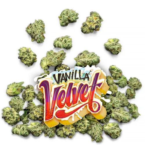 Vanilla Velvet - 