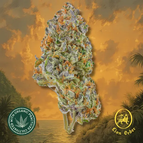 Gully Kush by Lion Order - 3.500g Whole