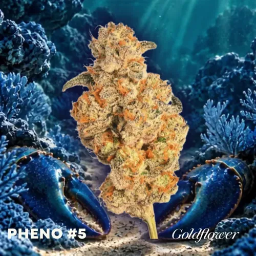 Blue Lobster x GrapeLyfe (24.6% THC) by Goldflower - 1.000g Whole