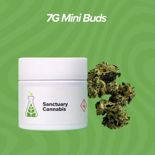Mango Chem Mini Buds - 7g by Sanctuary Medicinals - 7.000g Unknown
