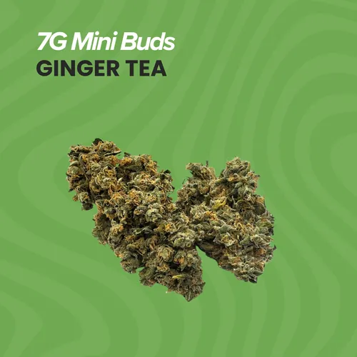 Mini Buds Ginger Tea