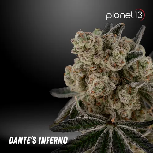 Leaf & Vine - Dante's Inferno #8 1/4oz by Planet 13 - 7.000g Whole