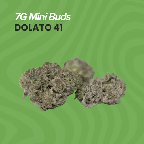 Dolato 41 Mini Buds - 7g by Sanctuary Medicinals - 7.000g Smalls
