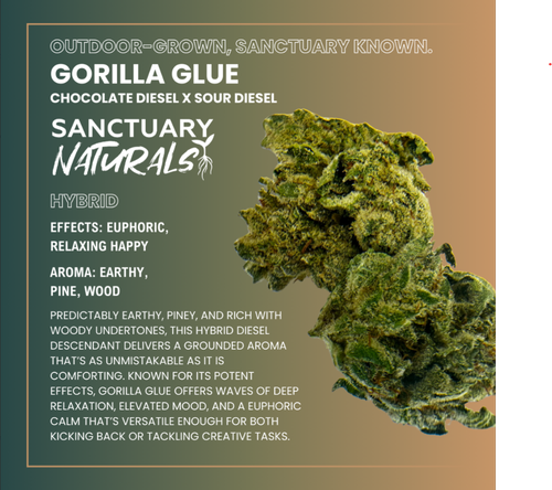 Sanctuary Naturals 3.5g G. Glue by Sanctuary Cannabis - 3.500g Whole