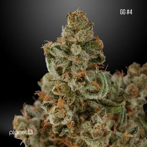 GG #4 Tier 3 by Planet 13 - 3.500g Whole
