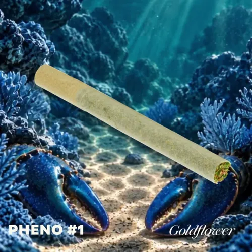 Blue Lobster x Zangria (20.8% THC) by Sunkissed - 1.000g PreRoll