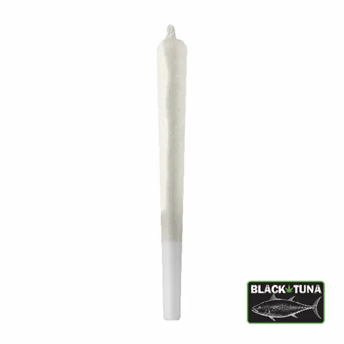 Reefer Shark - 