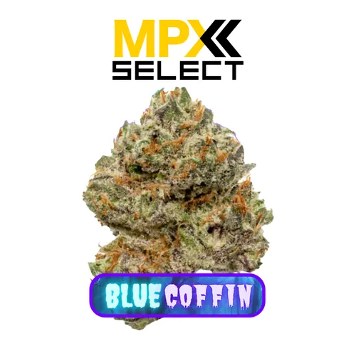 MPX Select Blue Coffin Flower from  product image
