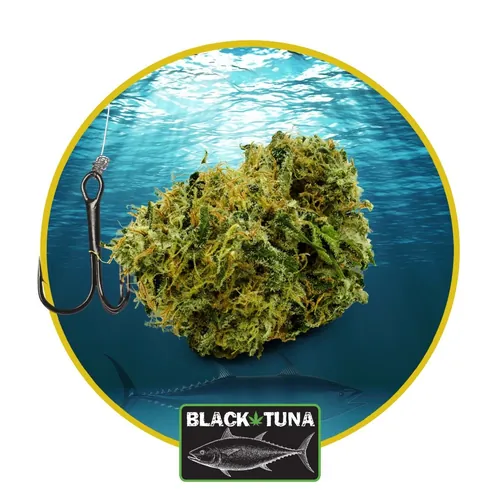 Black Tuna - 