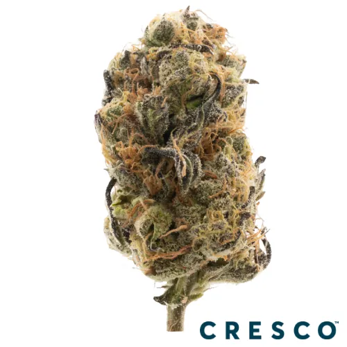 Supply Smalls 14g - GvrnMint Oasis (S) by Supply - 14.000g Smalls