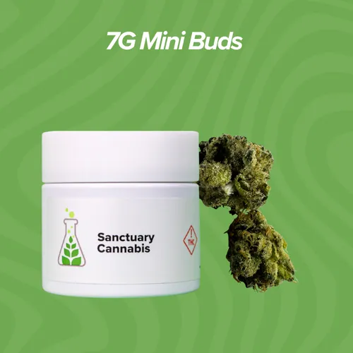 Chem91 Mini Buds - 7g by Sanctuary Medicinals - 7.000g Unknown