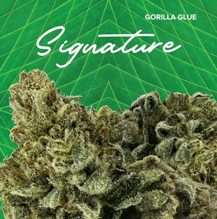 Signature   Gorilla Glue - 