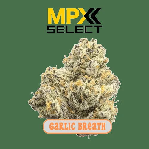 image of MPX Garlic Breath Flower
