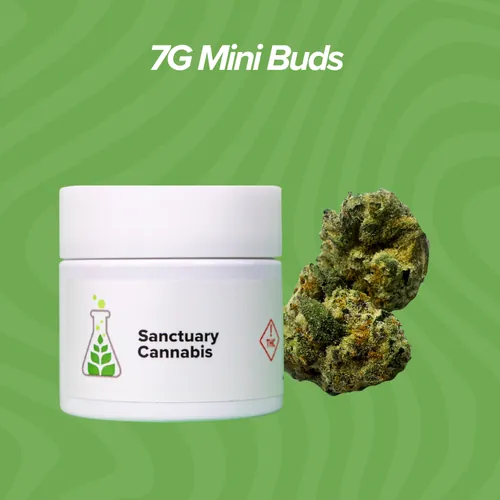 Glitter Bomb Mini Buds - 7g by Sanctuary Medicinals - 7.000g Unknown