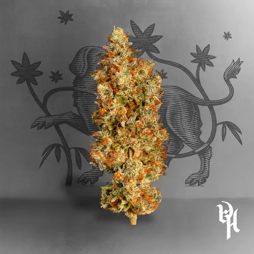 Gorilla Rose - 