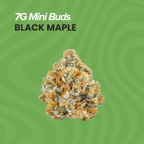image of Mini Buds Black Maple