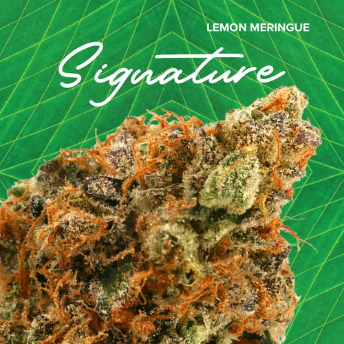 Signature 3.5g Lemon merigue