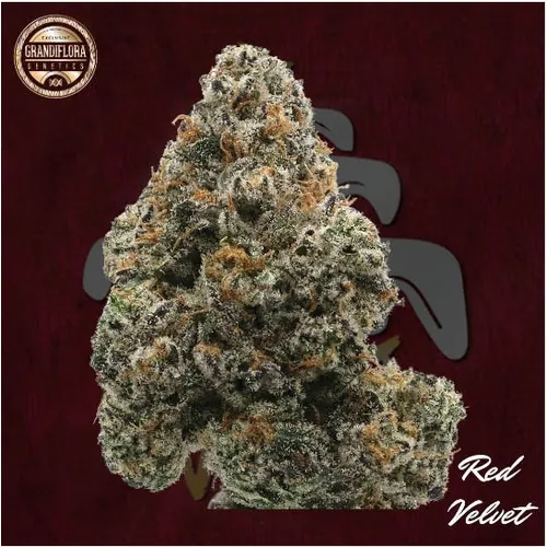 Red Velvet - 7g Smediums by Grandiflora Genetics - 7.000g Whole