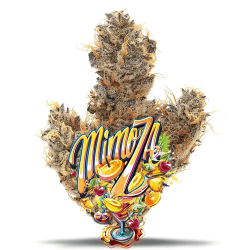 Mimoza - Premium by Jungle Boys - 3.500g Whole
