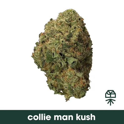 Collie Man Kush - 