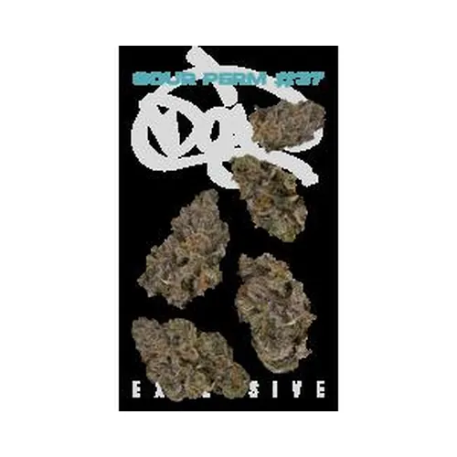 Sour Perm #37 7g Juniors by Doja - 7.000g Whole