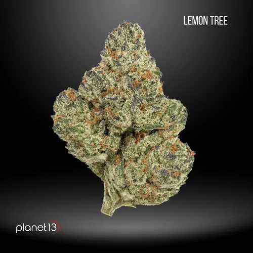 Leaf Vine Lemon Tree 1 8th -  cannabis product