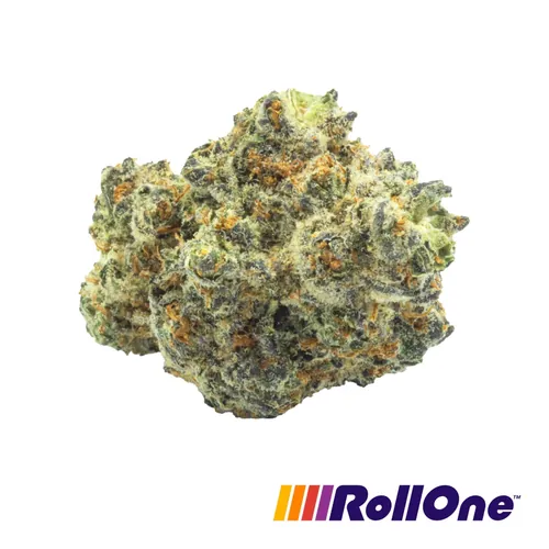 Black Diamond Flower from  product image