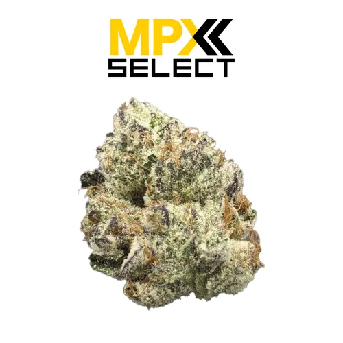MPX Select™ Truffle Milk Flower from  product image