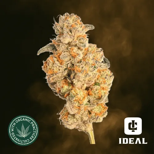 El Chivo by Ideal Cannabis - 3.500g Whole