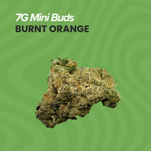 image of Mini Buds 7g Burnt Orange