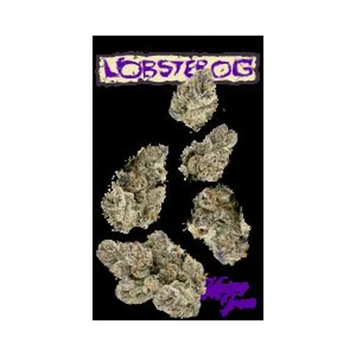 Lobster OG 7g Juniors by Maine Trees - 7.000g Whole