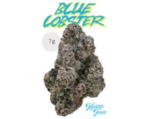 Blue Lobster - 