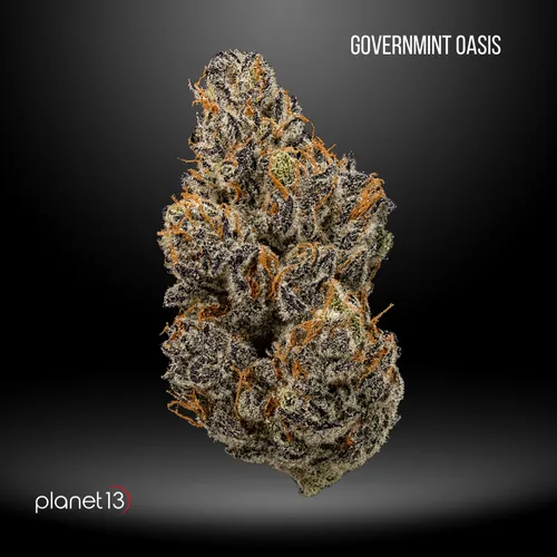 Leaf Vine Governmint Oasis 1 8th -  cannabis product