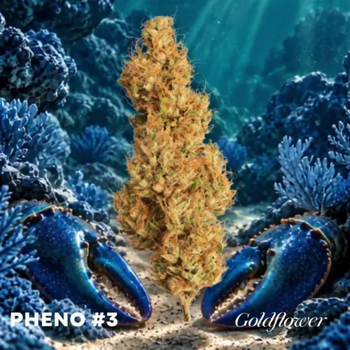 Blue Lobster x GrapeLyfe (25.20% THC) by Goldflower - 1.000g Whole