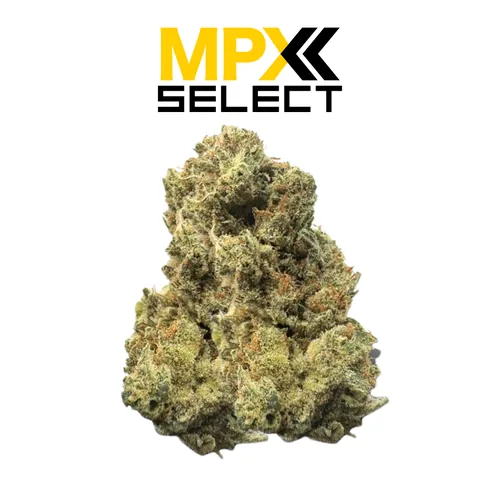 MPX Select Birds of Paradise Flower from  product image
